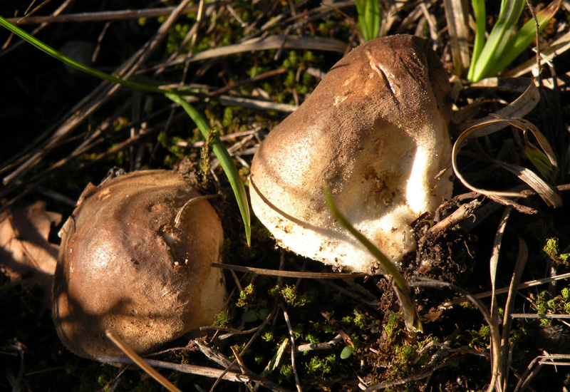 Quale Scleroderma? (cfr. Lycoperdon spp.)